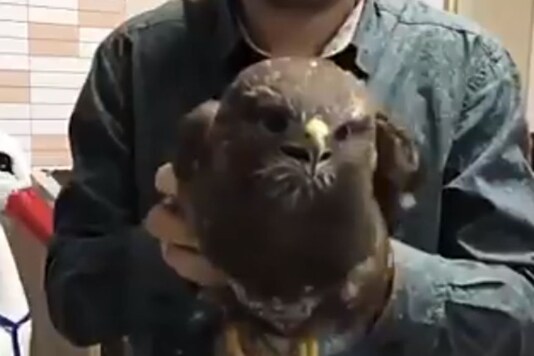 Watch: Can You Figure Out How the Bird is Moving its Body While Keeping its Head Stable?