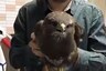 Watch: Can You Figure Out How the Bird is Moving its Body While Keeping its Head Stable?
