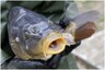 Carp-e Diem: 13-Year-Old New York Boy Catches 9 Kg Fish in Central Park Using Bagel Bread