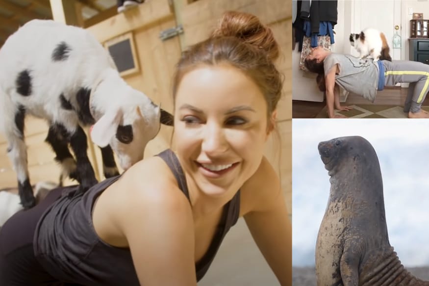 Dog, Goat and Bunny Yoga: On World Yoga Day, Try These Adorable ...