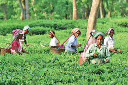 A tea plantation in Assam.