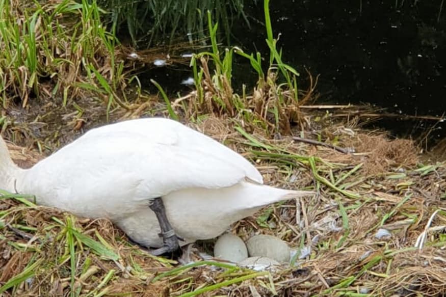 swan egg pram