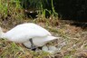 Mother Swan Dies of 'Heartbreak' After Teenagers Vandalise its Eggs With Stones in England