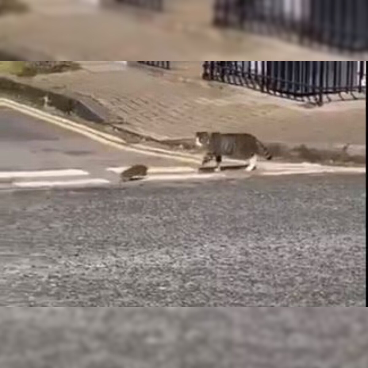 Real Life Tom And Jerry Spotted Video Of A Cat Stealthily Following A Rat Goes Viral
