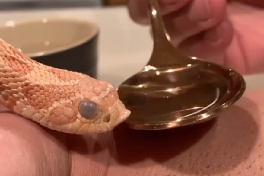 WATCH: Snake Sipping Water off a Spoon in Rare Video Leaves ...