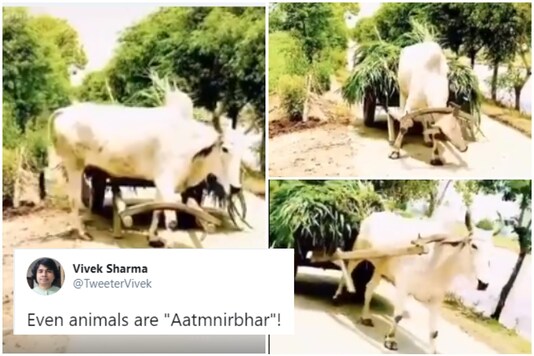 The atmanirbhar bull | Image credit: Twitter