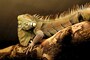 Fresh Toppings, With a Side of Lizard: A 36-Kilo Iguana Was Found in Freezer of Pizza Shop
