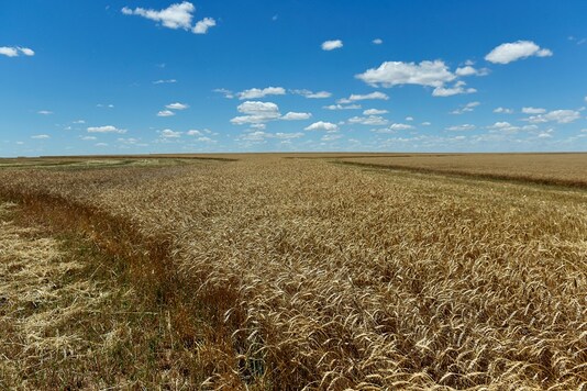 FILE PHOTO: Field of ripe wheat ready for harvesting is seen in Corn, Oklahoma, U.S., June 12, 2019.  REUTERS/Nick Oxford/File Photo