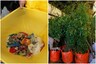 Not Just Oceans, Nanoplastics Can Affect the Growth of Plants on Land as Well