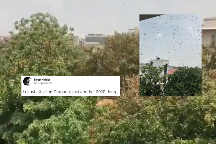 Unwanted Guests: Videos of Locust Swarms Invading Gurugram Will ...