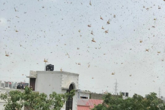 Locusts cover the skies in Gurugram. (Image: Twitter)
