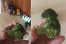 Man Finds 7 Baby Caterpillars in Broccoli, Decides to Keep Them as Pet