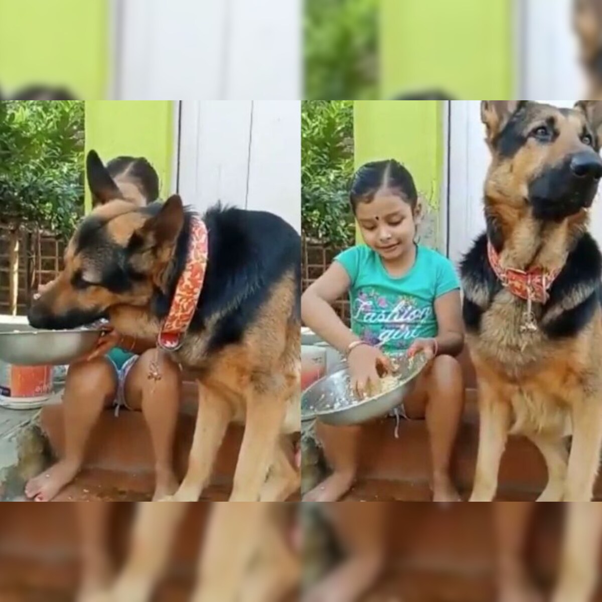 Watch: Little Girl Feeding German Shepherd Rice is the Kindness We Need towards Animals Watch: Little Girl Feeding German Shepherd Rice is the Kindness We Need towards Animals