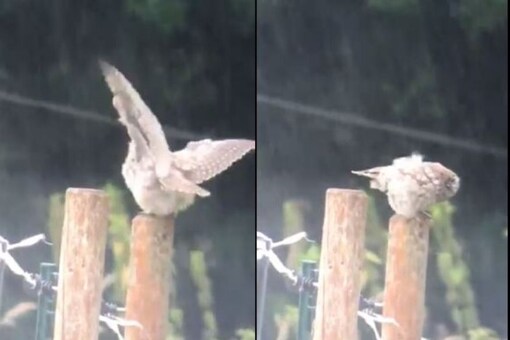 Watch: Tidy Owl Takes a Long Shower Before Tucking into a Mouse for Lunch