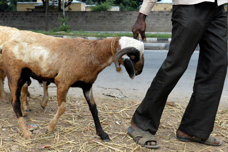 Goat Dealers Go Online Ahead of Bakr-Eid in Mumbai in View Covid ...