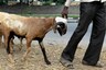 Goat Dealers Go Online Ahead of Bakr-Eid in Mumbai in View Covid-19 Pandemic