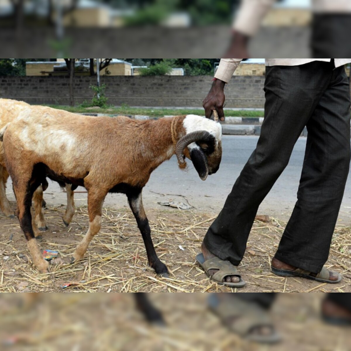 PETA Wants to Stop the Sacrifice of Goats Ahead of Bakra Eid 2020