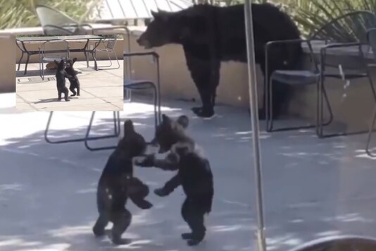 Watch Adorable Bear Cubs Wrestling It Out As Mother Looks On Is All Kinds Of Relatable