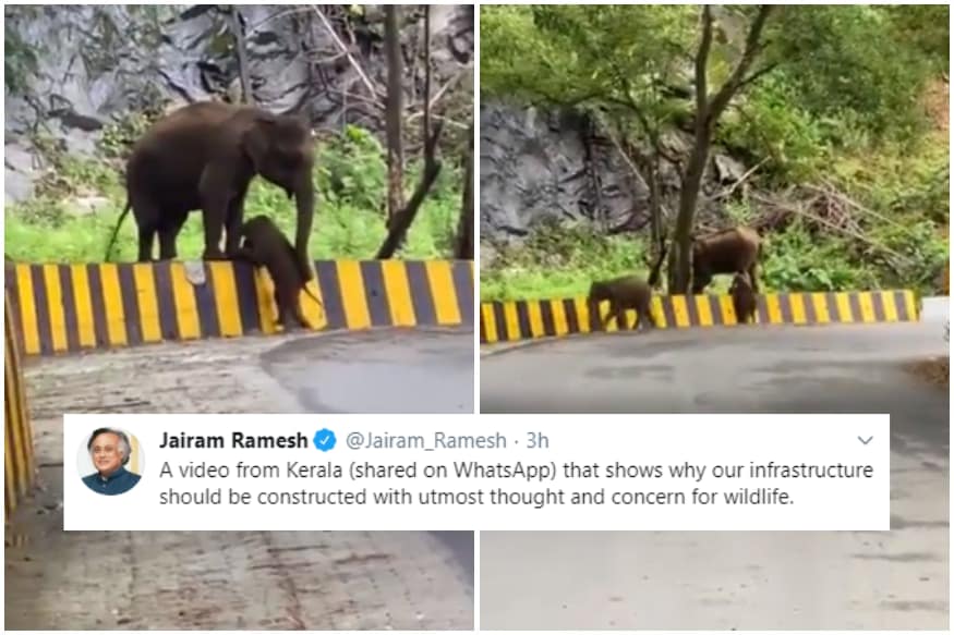 Video of Elephants Struggling to Cross Road in Kerala Highlights ...