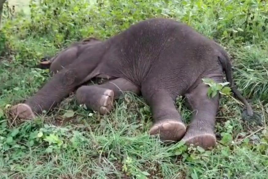 5-year-old Elephant Found With Mouth Injuries In Kerala Reserve Forest ...