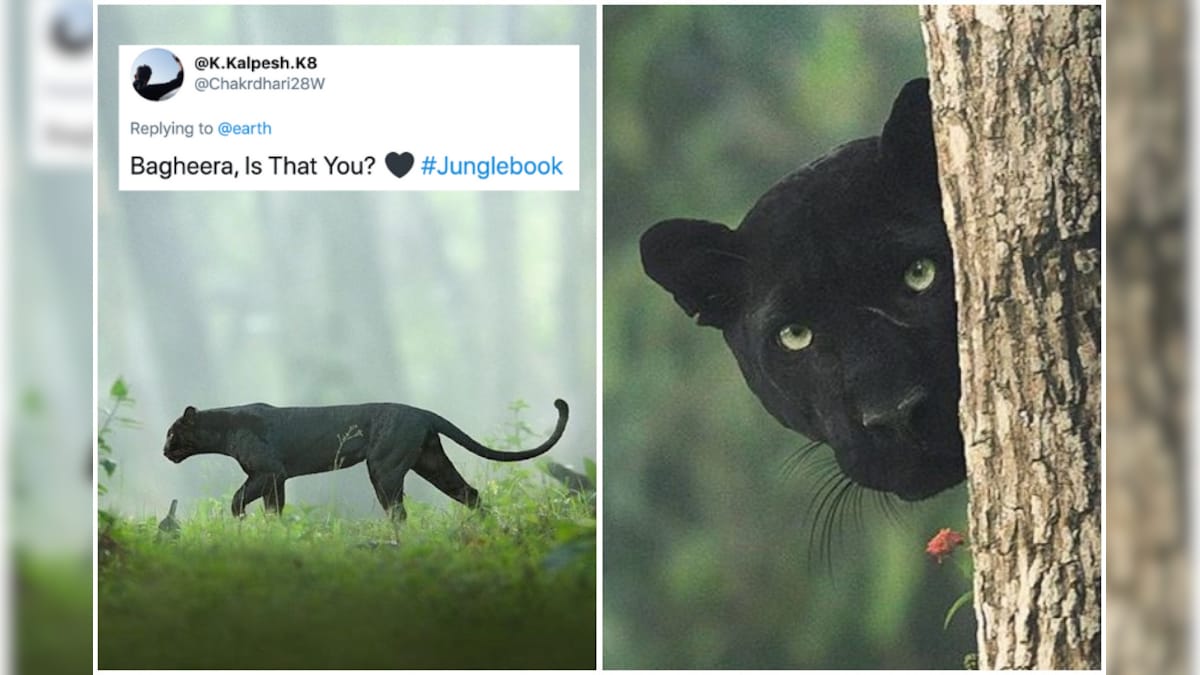 'Bagheera, is That You?': Viral Photos of a Black Leopard from Forests of Karnataka Inspire Awe