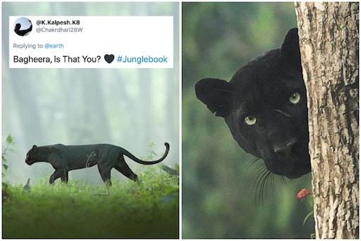 The black panther was spotted in Kabini, Karnataka, and photographed by Indian naturalist Shaaz Jung in 2019 | Image credit: Twitter/@Earth