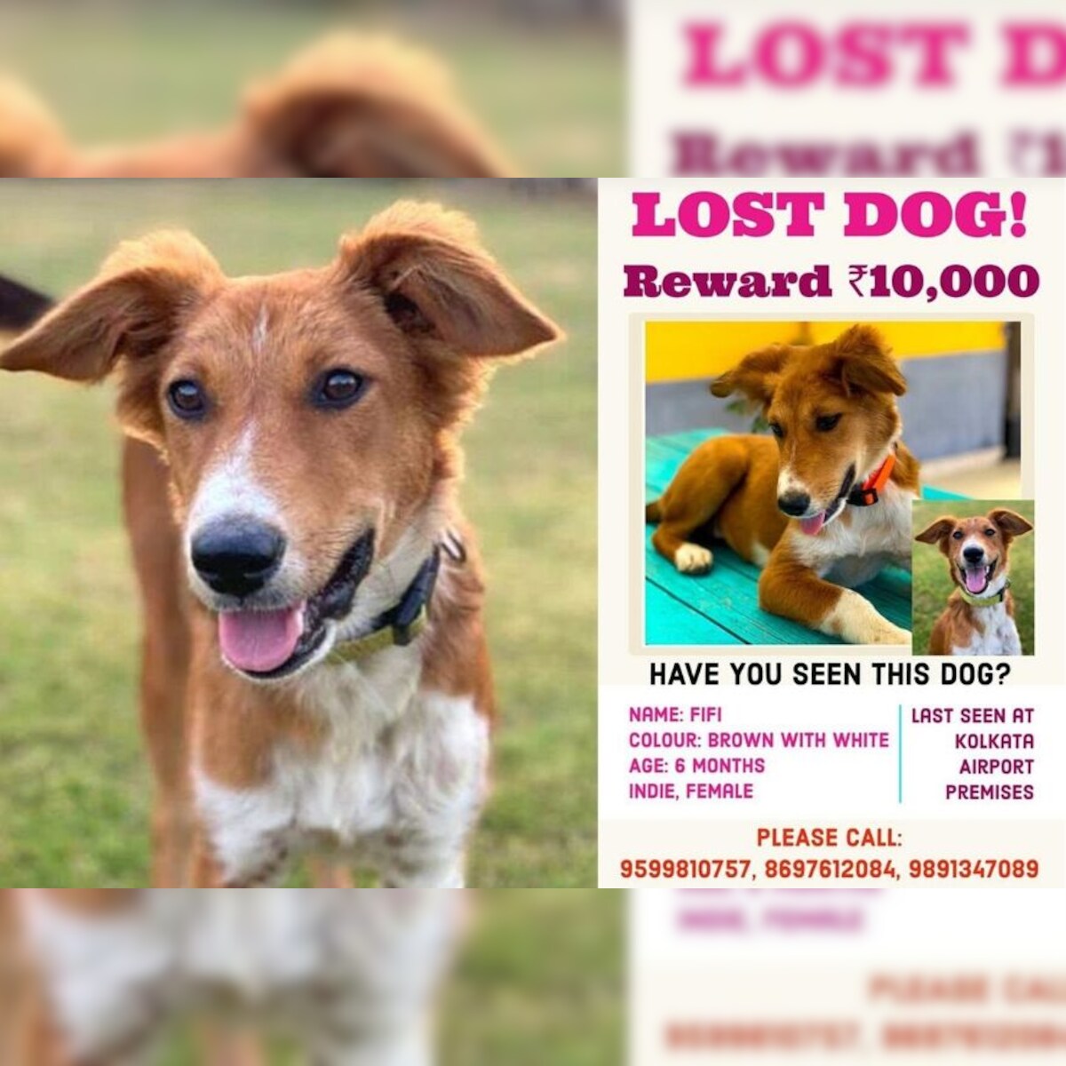 Kolkata Girl Reunites with Puppy Adopted in Delhi after 3 Months, Loses it at Airport Kolkata Girl Reunites with Puppy Adopted in Delhi after 3 Months, Loses it at Airport