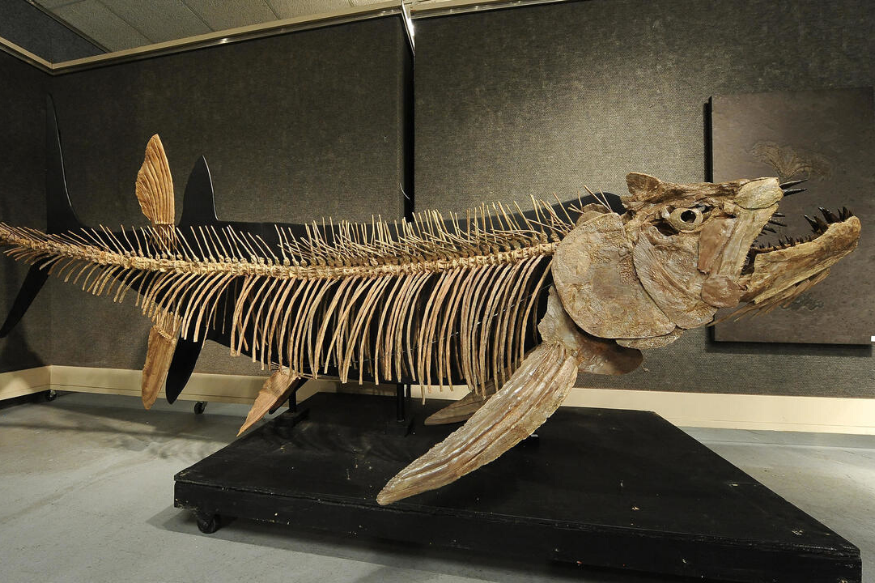A 70-Million-Year-Old Fossil of a Giant Predator Fish, Over Six Metres Long  Was Found in Argentina