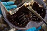 Horseshoe Crab Blood is a Key Element for Covid-19 Vaccine, But Marine Life Will be at Risk