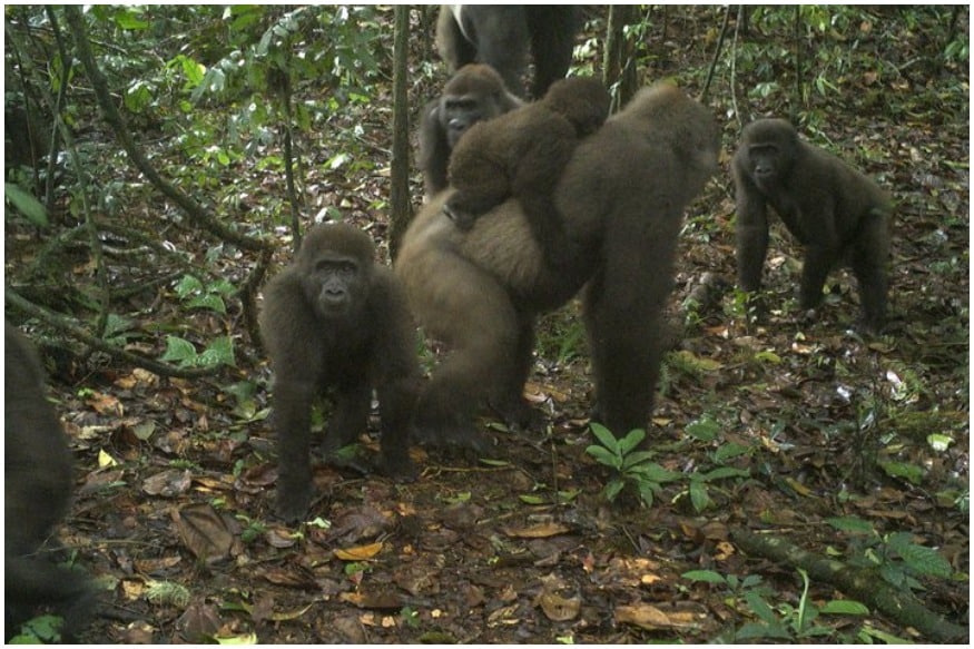Rare Nigerian Gorillas Spotted with Babies is Proof That They are ...