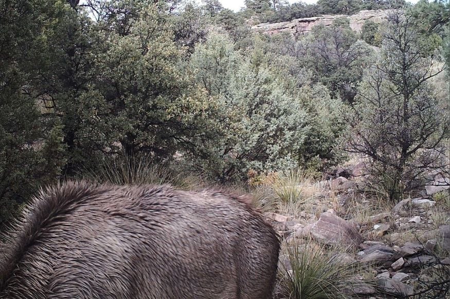 Can You Spot a Mountain Lion Waiting to Attack an Elk in This ...