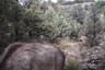 Can You Spot a Mountain Lion Waiting to Attack an Elk in This Viral Image?