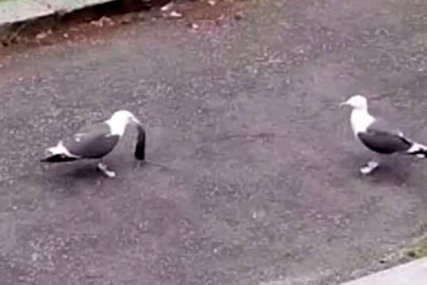 Viral Video Showing a Seagull Swallowing a Rat in One Go is ...
