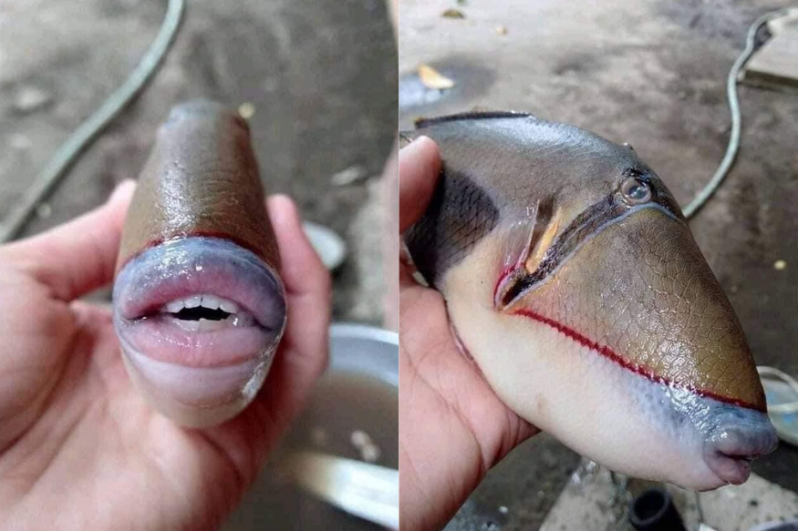 fish that looks like a human face