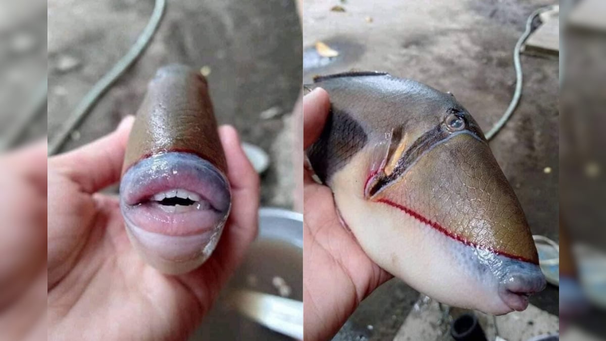 Fact Check: Photographs of Fish with Human-like Face from Malaysia are Fake  - News18