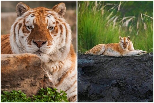 Rare golden tiger spotted in Kaziranga goes viral | Image credit: Twitter/@MSpadine/@PraveenKaswan
