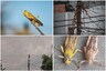 'Return of Tiddis': Lucknow Residents Swarm Twitter with Photos as Locusts Darken Skies