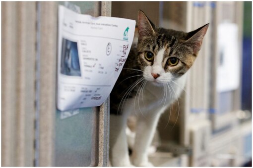 The Tims of Atlanta were surprised to find a voter registration appli cation addressed to their deceased cat in their mail | Image credit: Associated Press (Representational)