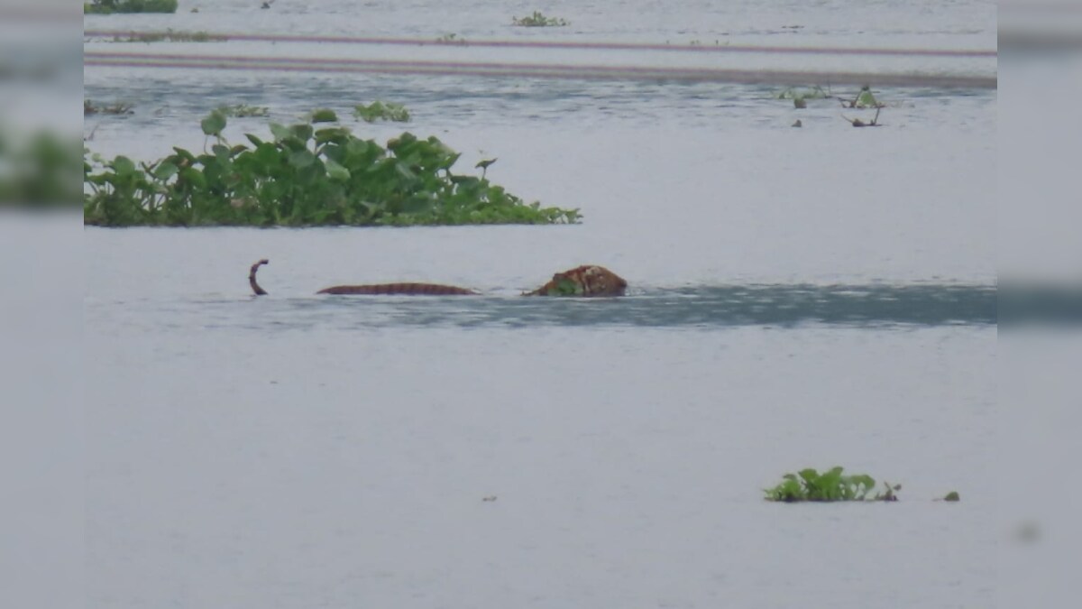 Chased Out of Kaziranga National Park by Floods, Tiger Spends Night in Dairy Farmer's Goat Shed