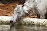 Burger King is Fighting Climate Change By Changing the Diet of Cows