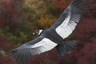 This Bird Can Fly Over a 100 Miles Without Flapping its Wings