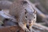 A Squirrel Has Tested Positive for the Bubonic Plague in the US. What's Next, 2020?