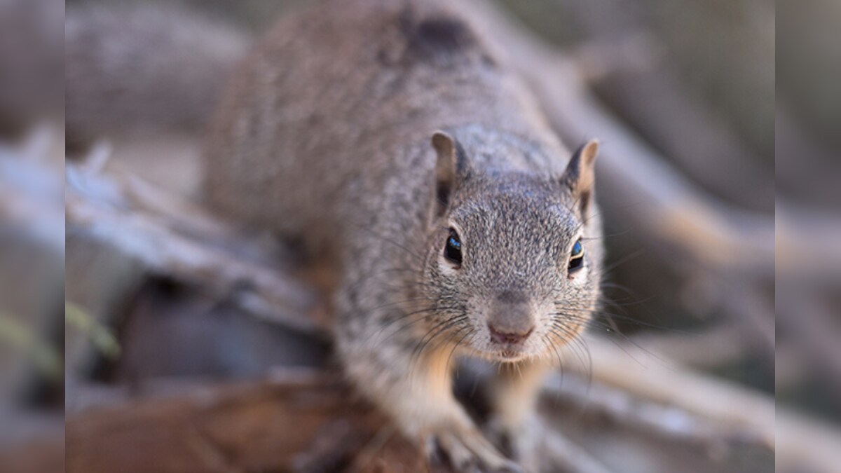 A Squirrel Has Tested Positive for the Bubonic Plague in the US. What's
