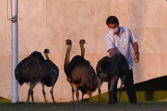 An Emu-like Bird Bit Brazilian President Jair Bolsonaro During ...