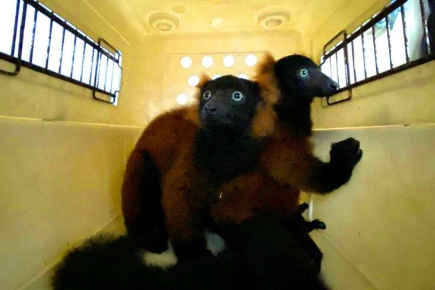 Rare Red-Ruffed Lemur Twins Born in Singapore Zoo, First Birth in ...