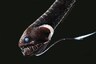 Scientists Have Discovered the Secrets of the Ultra-Black Fish in the Deepest Depths of the Ocean