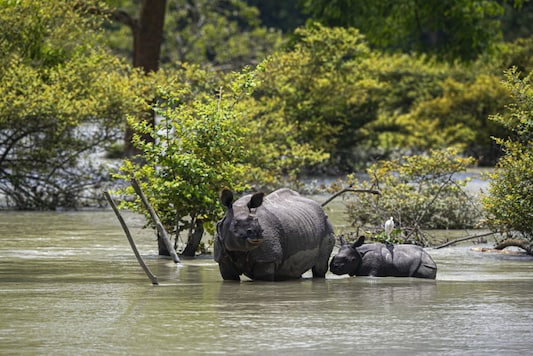 A one horned rhinoceros and a calf wades through flood water at the Pobitora wildlife sanctuary in Pobitora, Morigaon district, Assam. (Image: AP)
