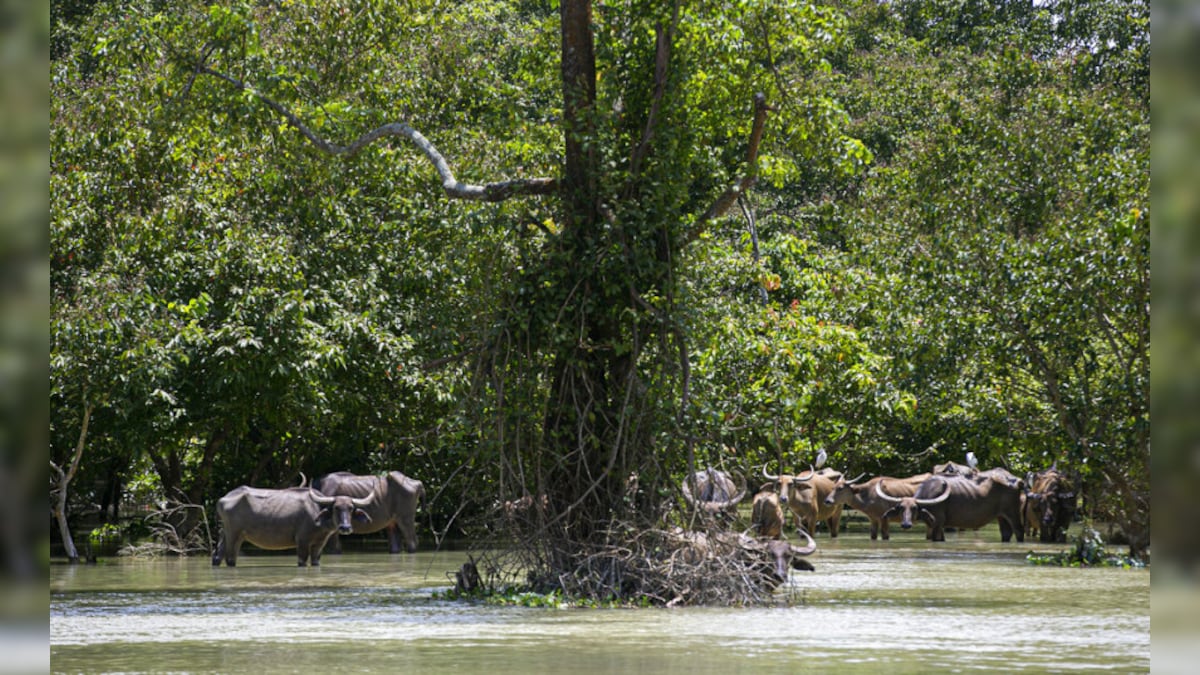 India's Wildlife and Biodiversity Equally Imperative as Its Developmental Needs, Says PM