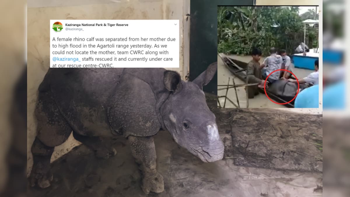 Baby Rhino Separated from its Mother in Assam Floods Rescued in Kaziranga, Video Goes Viral