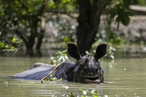 Wildlife Casualties Surge as Floodwaters Submerge 95% of Kaziranga National Park